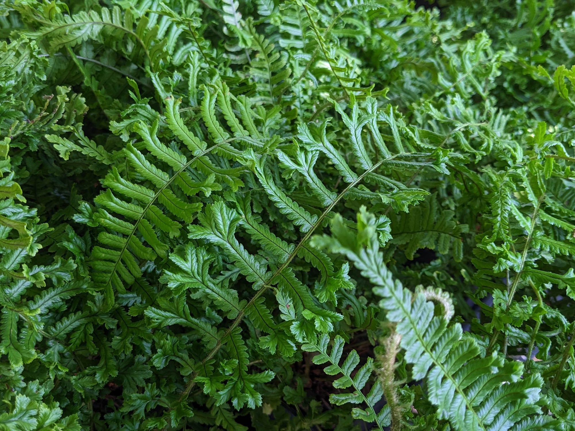 'Cristata the King' Male Fern
