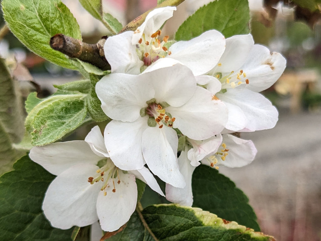 Apple Espalier 3 in 1 Multigraft Trees