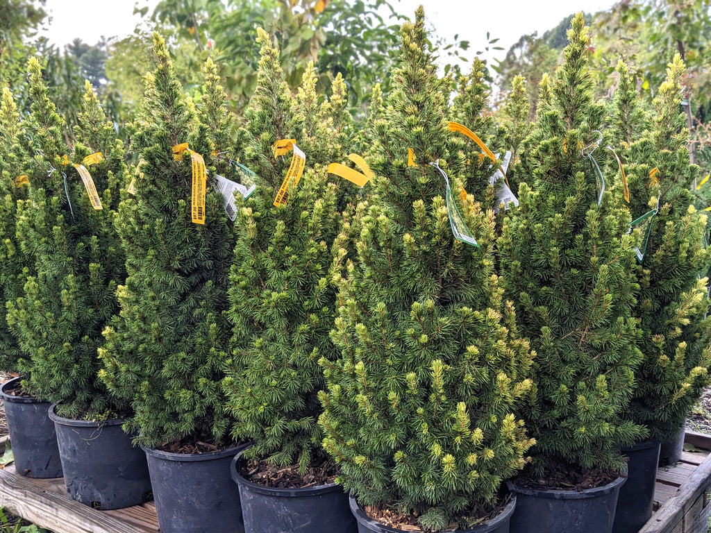 Dwarf Alberta Spruce 'Rainbow's End'®