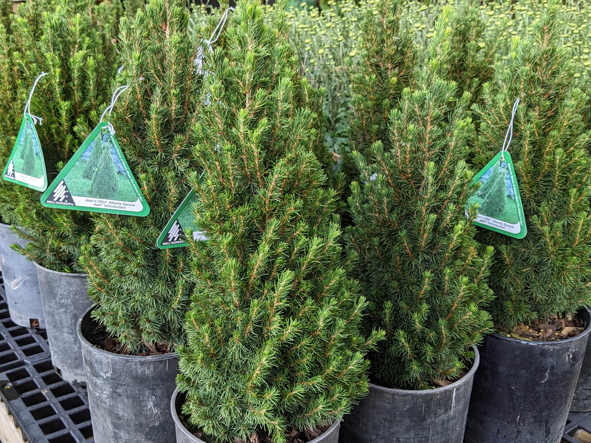 Picea glauca 'Jean's Dilly'®