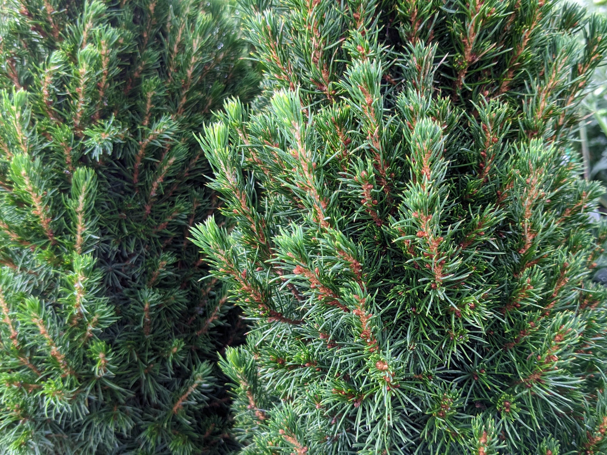 Picea glauca 'Jean's Dilly'®
