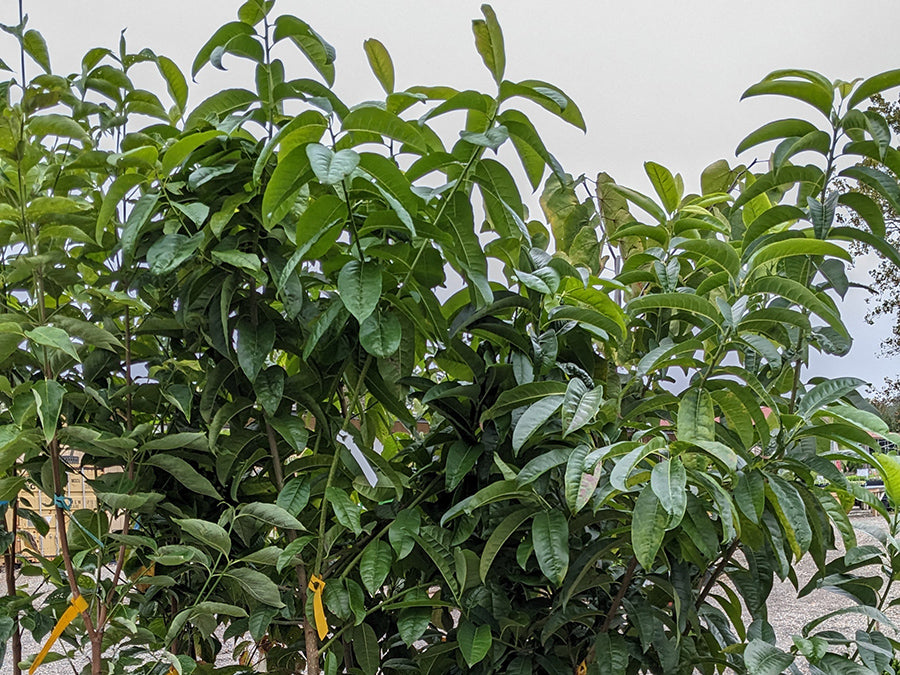 Oxydendrum arboreum - Sourwood