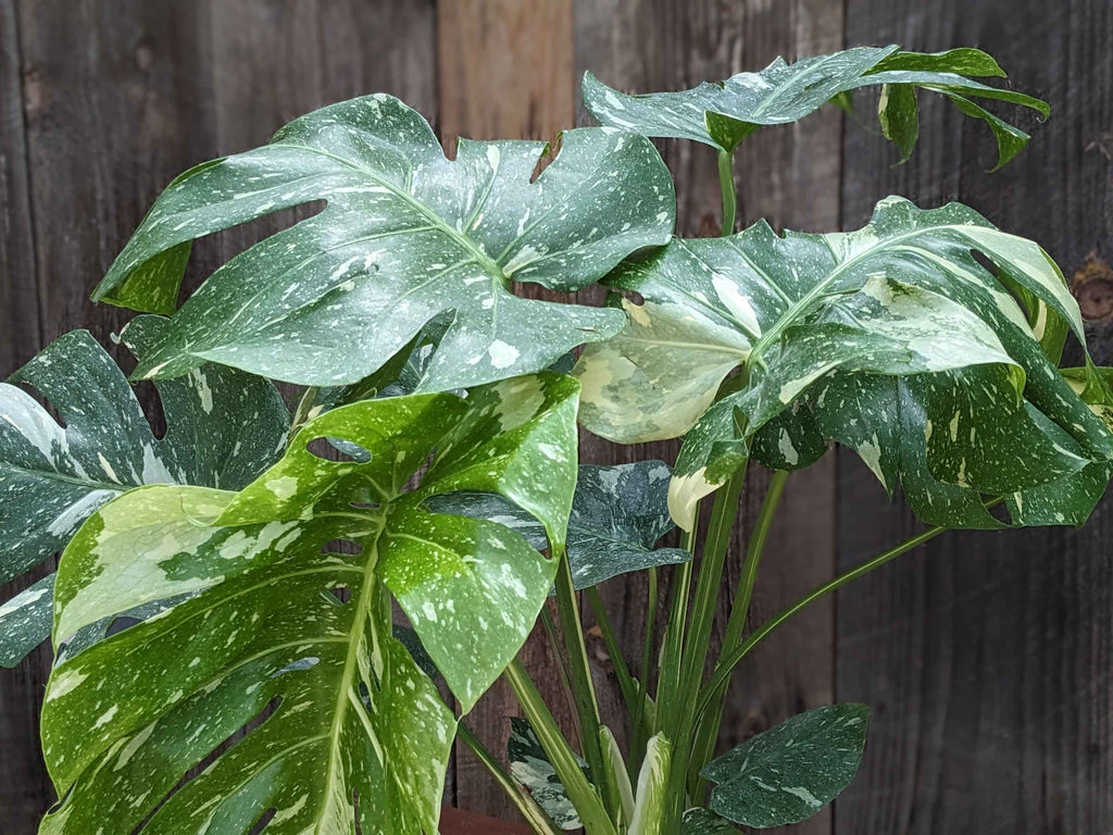 Monstera 'Thai Constellation' 8"