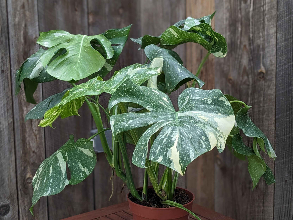 Monstera 'Thai Constellation' 8"