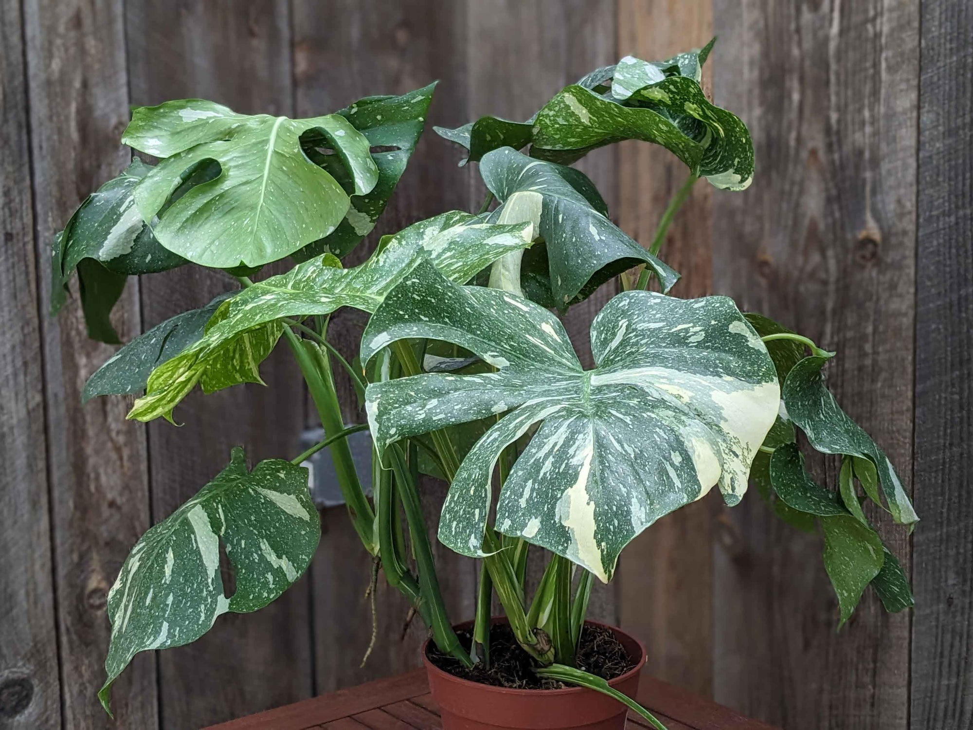 Monstera 'Thai Constellation' 8"