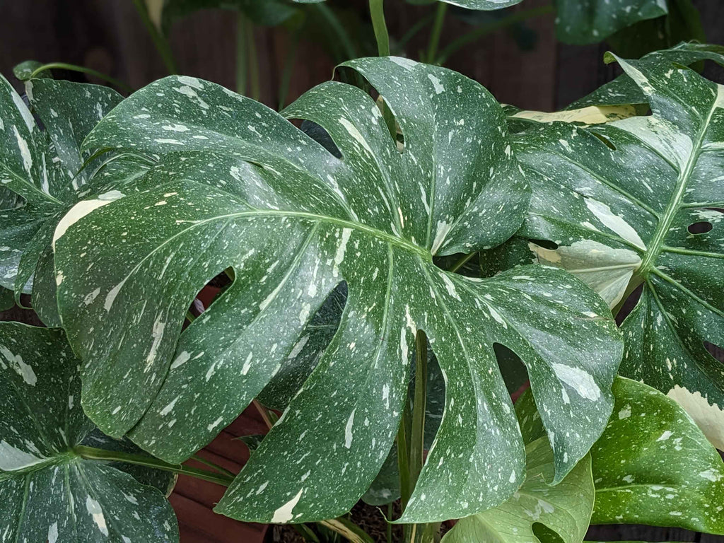 Monstera 'Thai Constellation' 8"