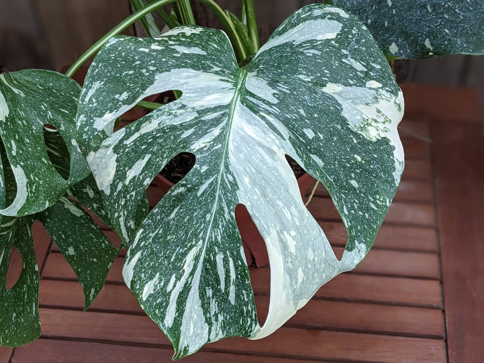 Monstera 'Thai Constellation' 8"