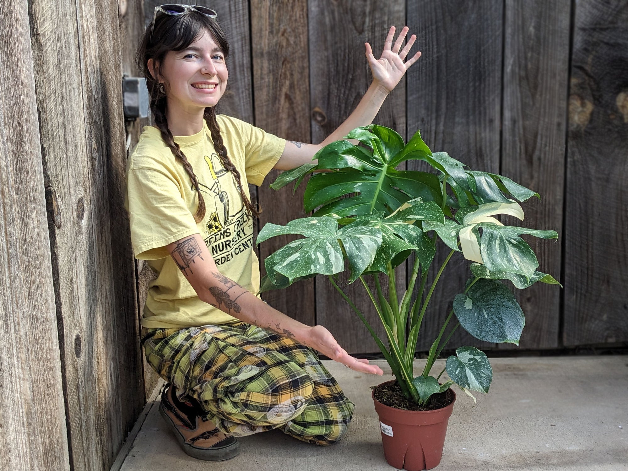 Monstera 'Thai Constellation' 8"