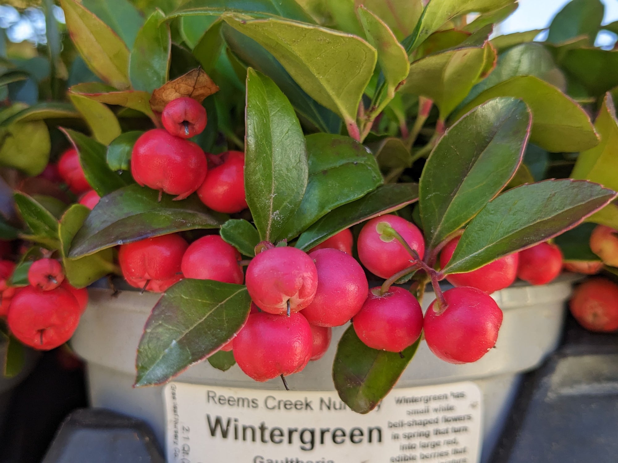 Gaultheria procumbens - American Winterberry