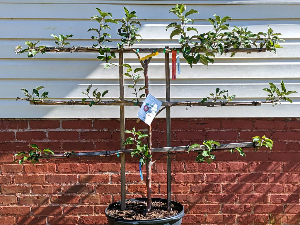 Apple Espalier 3 in 1 Multigraft Trees