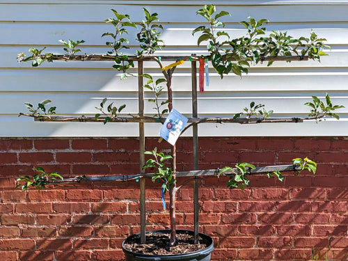 Apple Espalier 3 in 1 Multigraft Trees