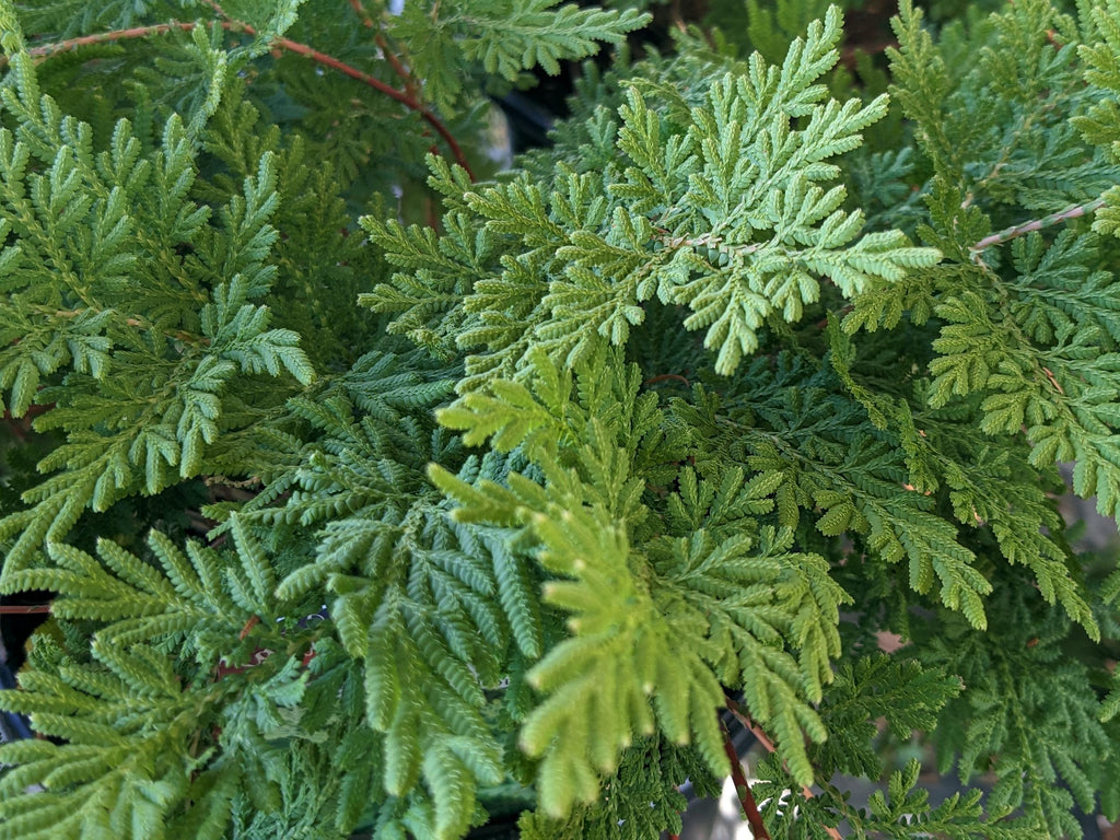 Arborvitae Fern