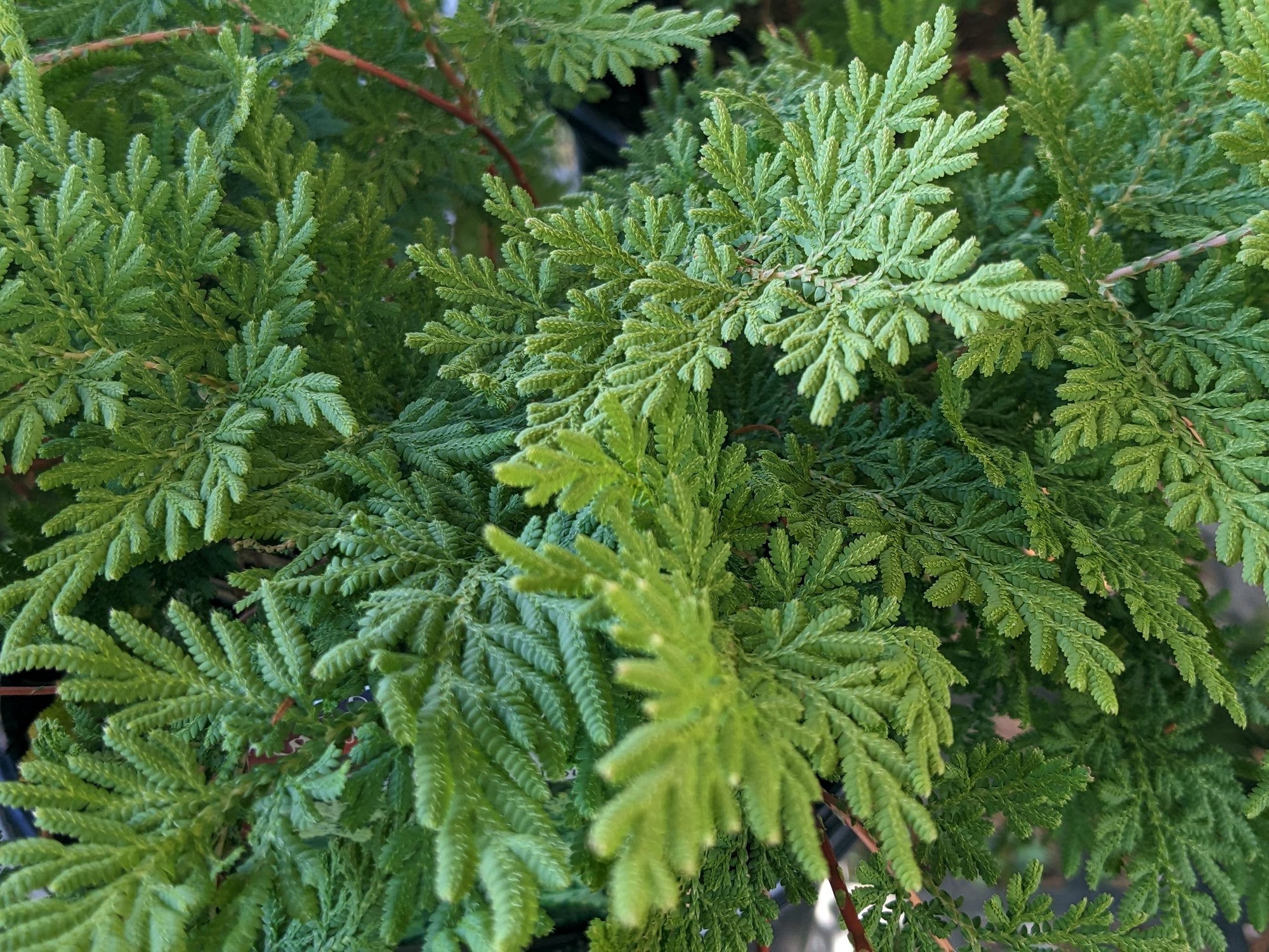 Arborvitae Fern