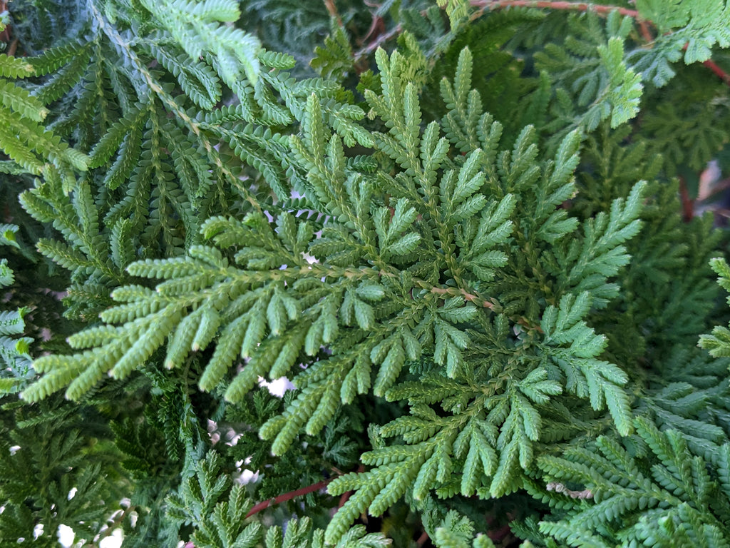 Arborvitae Fern