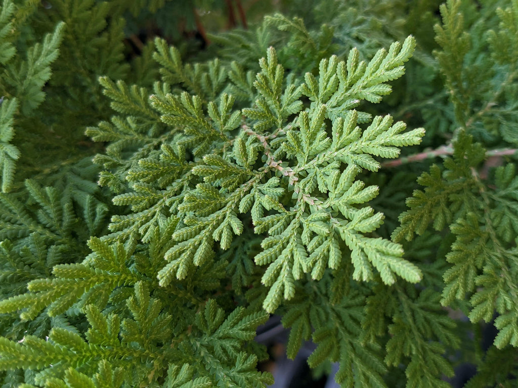 Arborvitae Fern