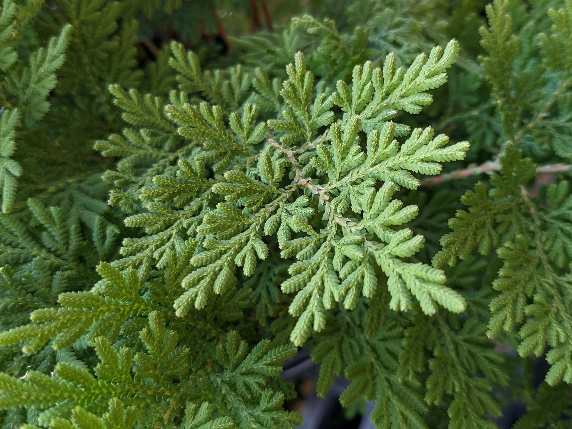 Arborvitae Fern