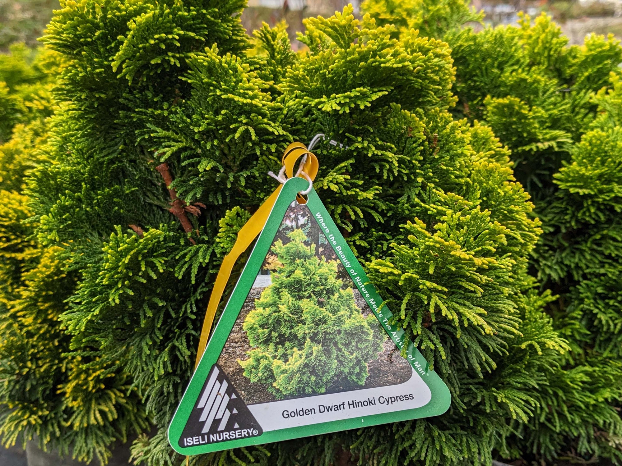 Chamaecyparis obtusa ‘Nana Lutea’