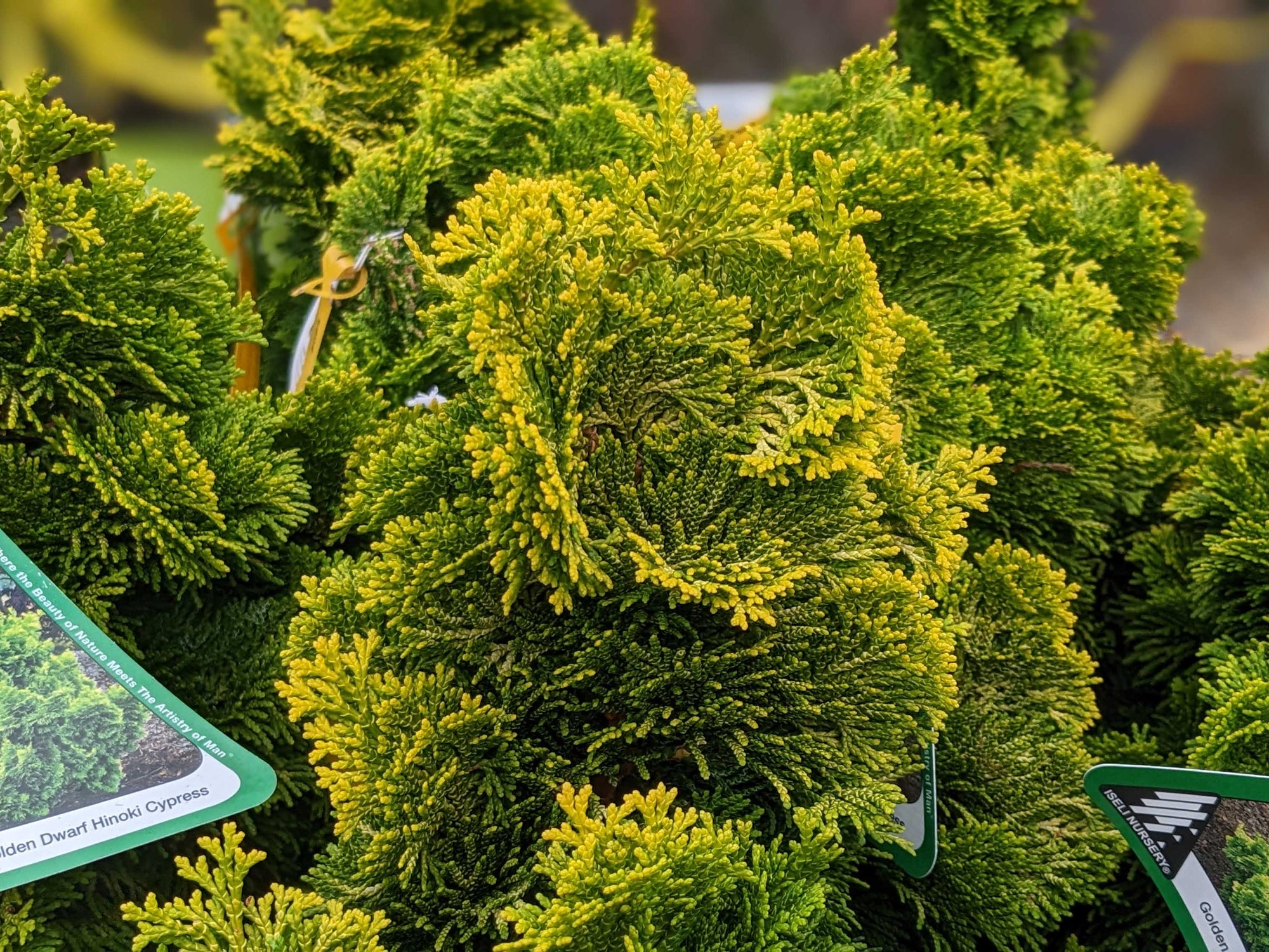 Chamaecyparis obtusa ‘Nana Lutea’