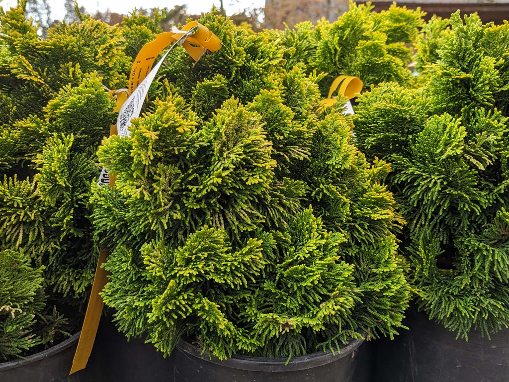 Chamaecyparis obtusa ‘Nana Lutea’