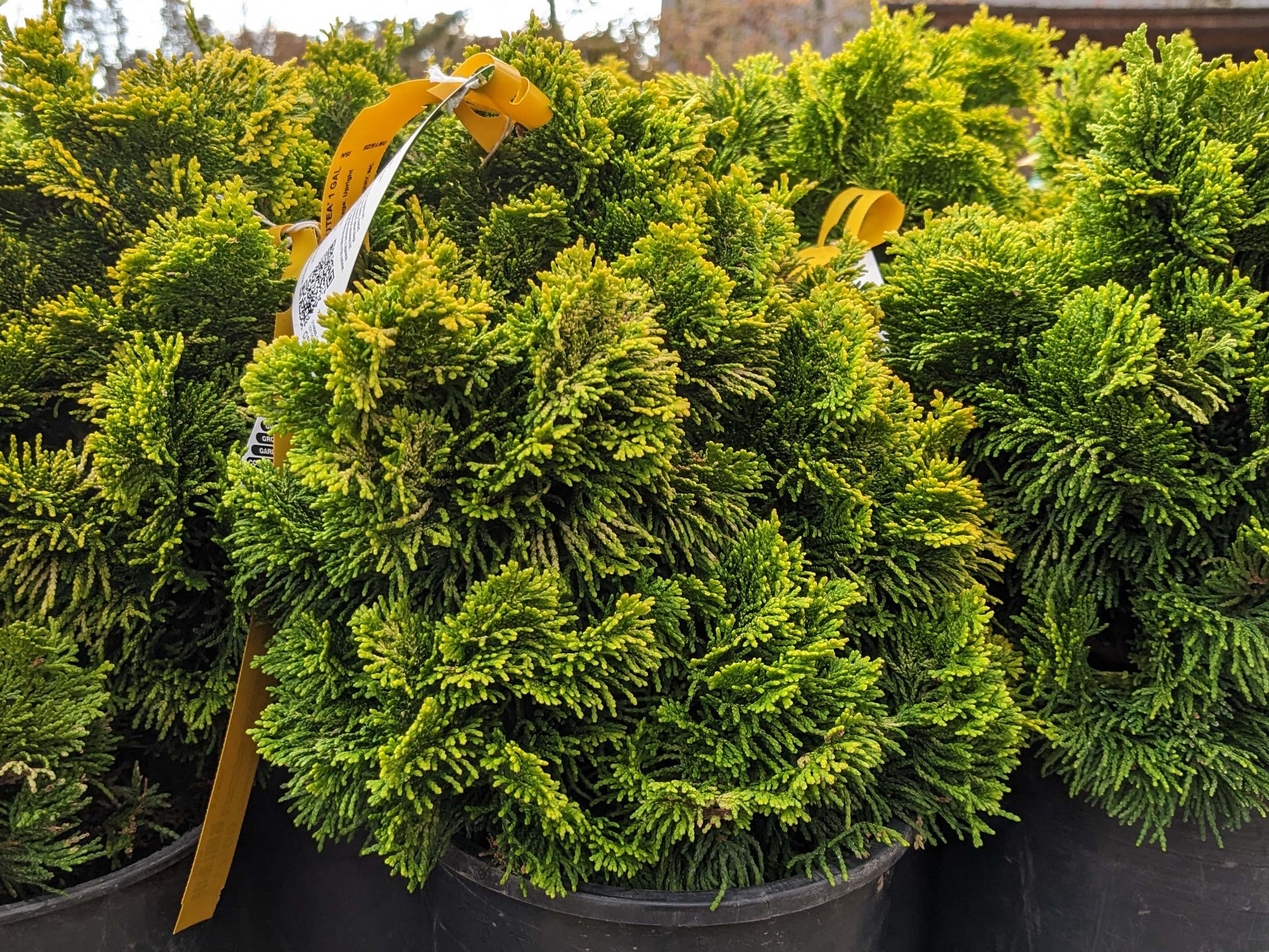 Chamaecyparis obtusa ‘Nana Lutea’