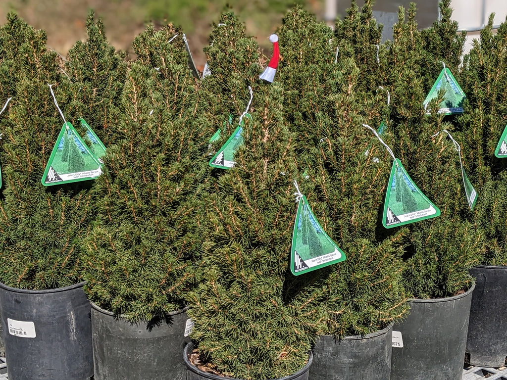 Picea glauca 'Jean's Dilly'®