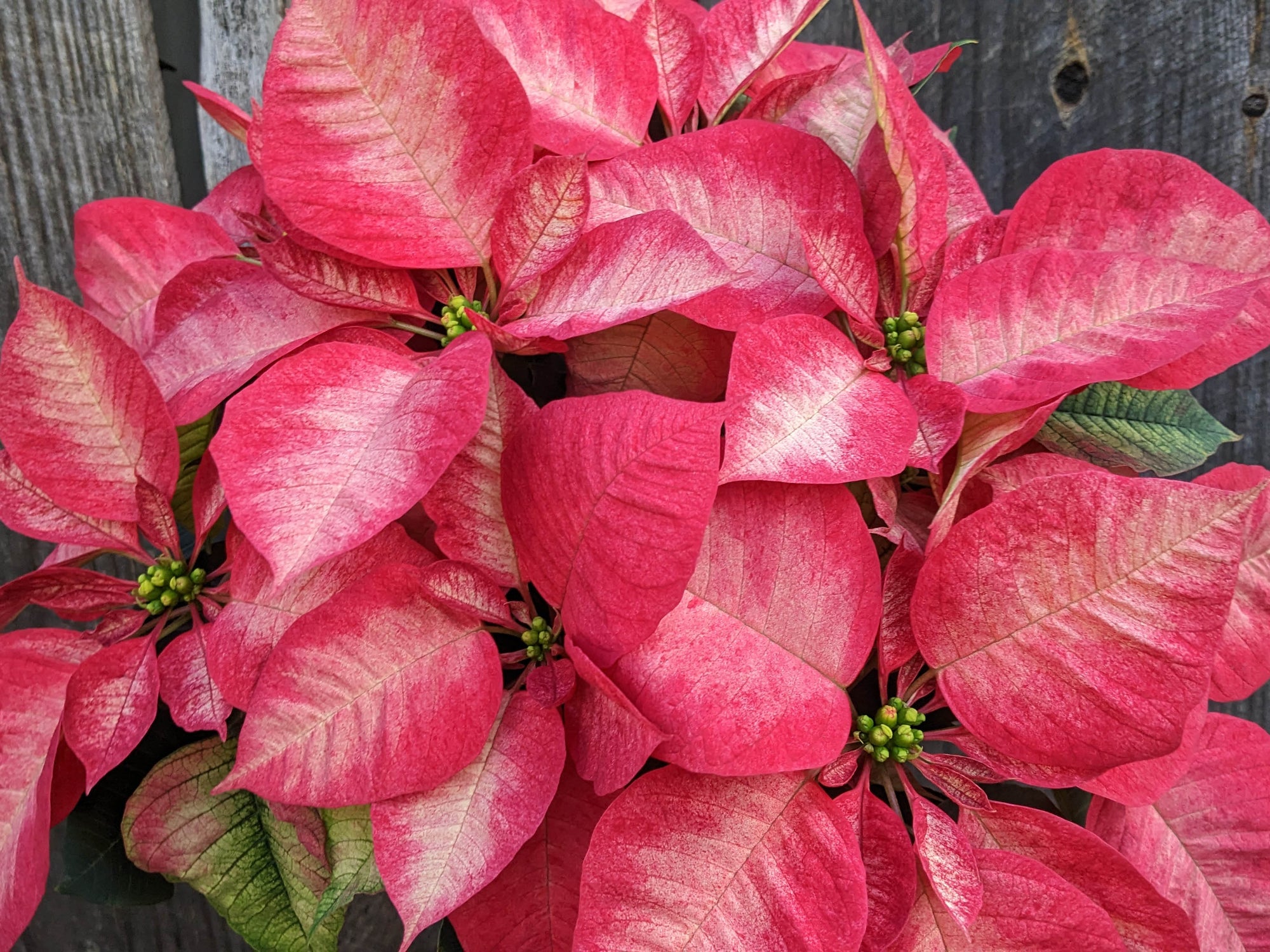 Poinsettia 'Ice Crystal'