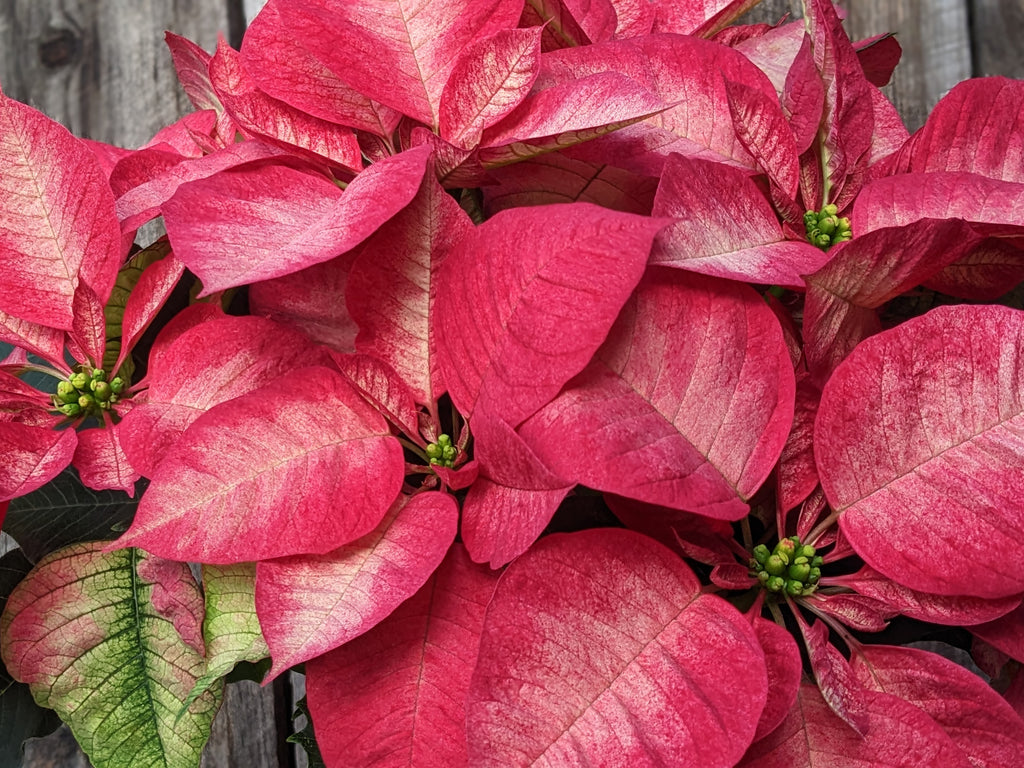 Poinsettia 'Ice Crystal'