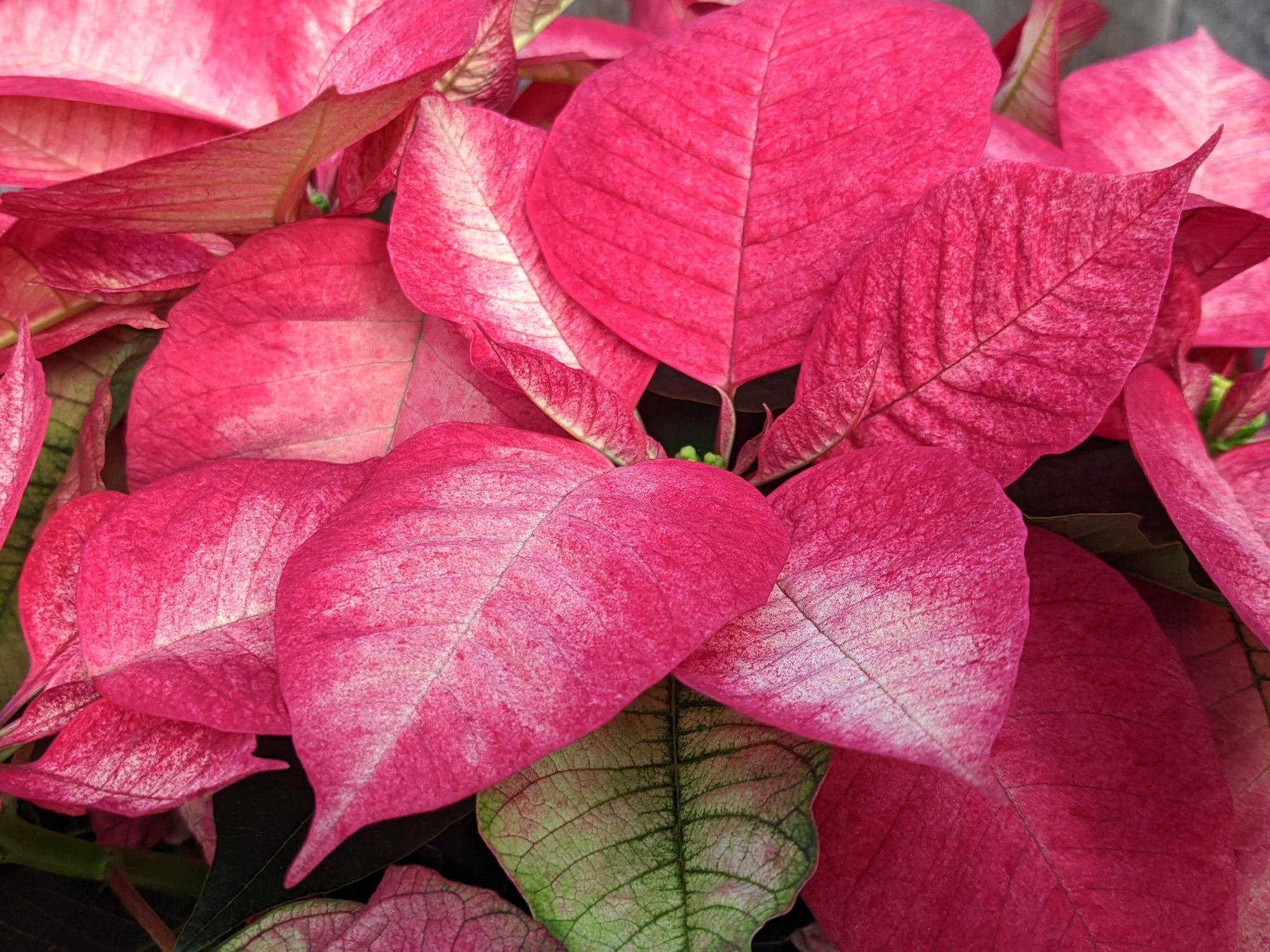 Poinsettia 'Ice Crystal'