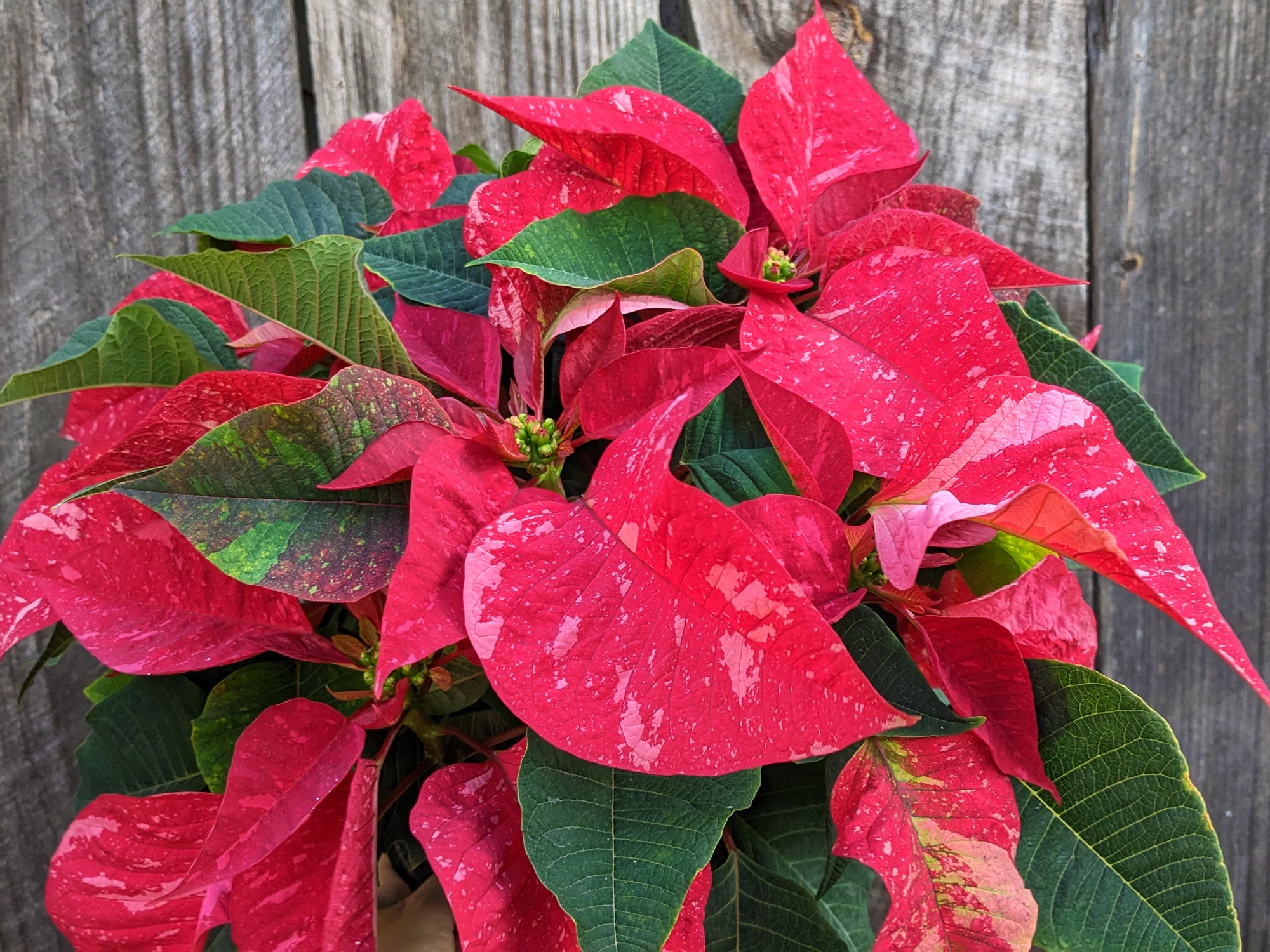 Poinsettia 'Jingle Bells'