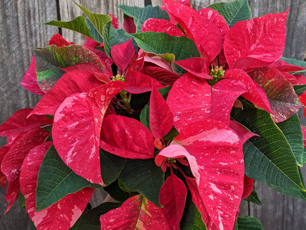 Poinsettia 'Jingle Bells'
