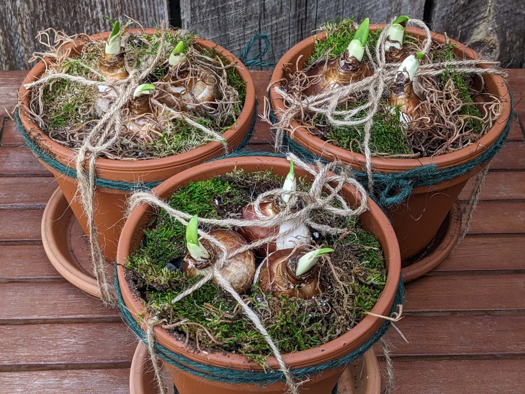 Paperwhites - 3 Potted Up