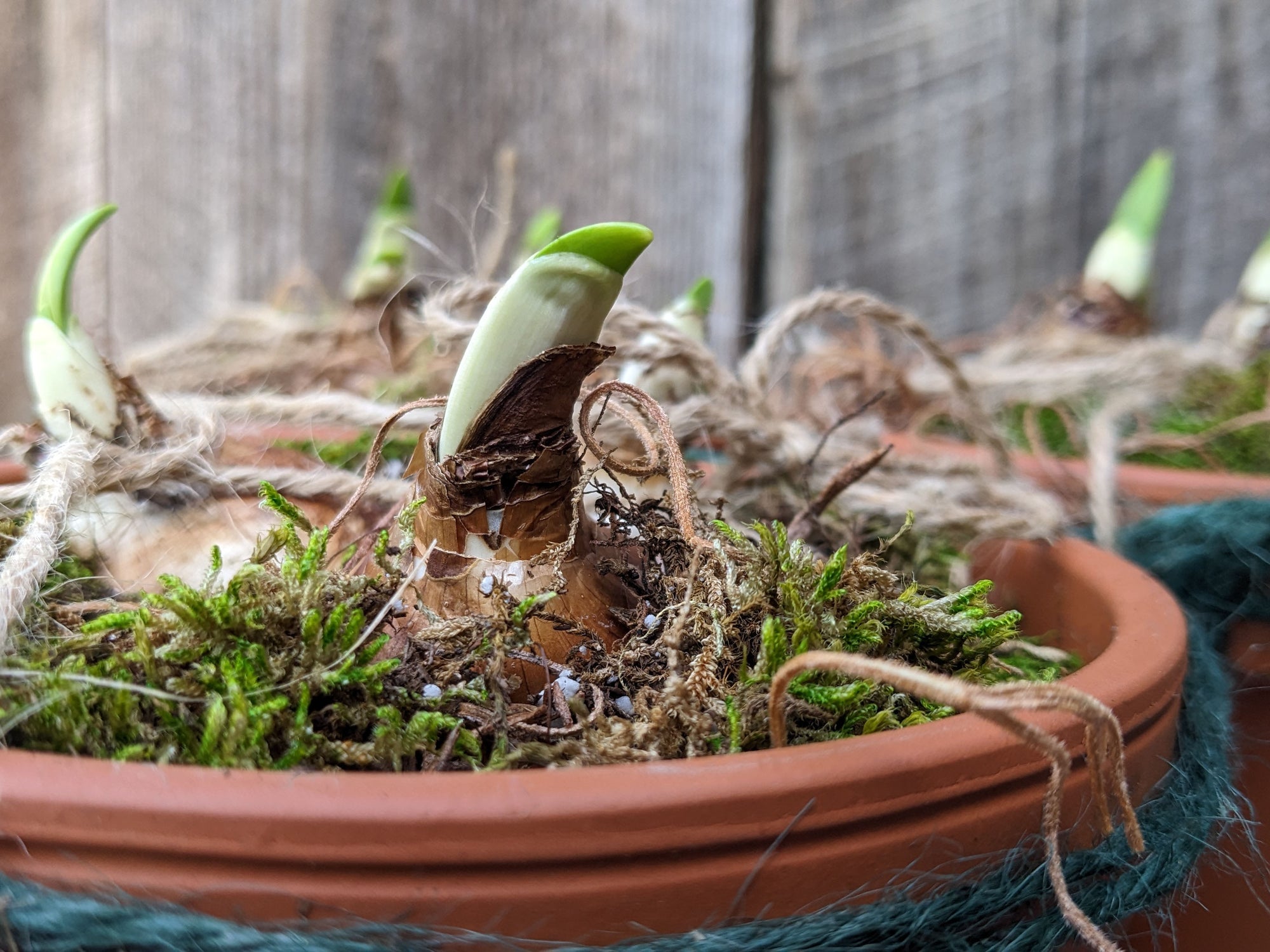 Paperwhites - 3 Potted Up