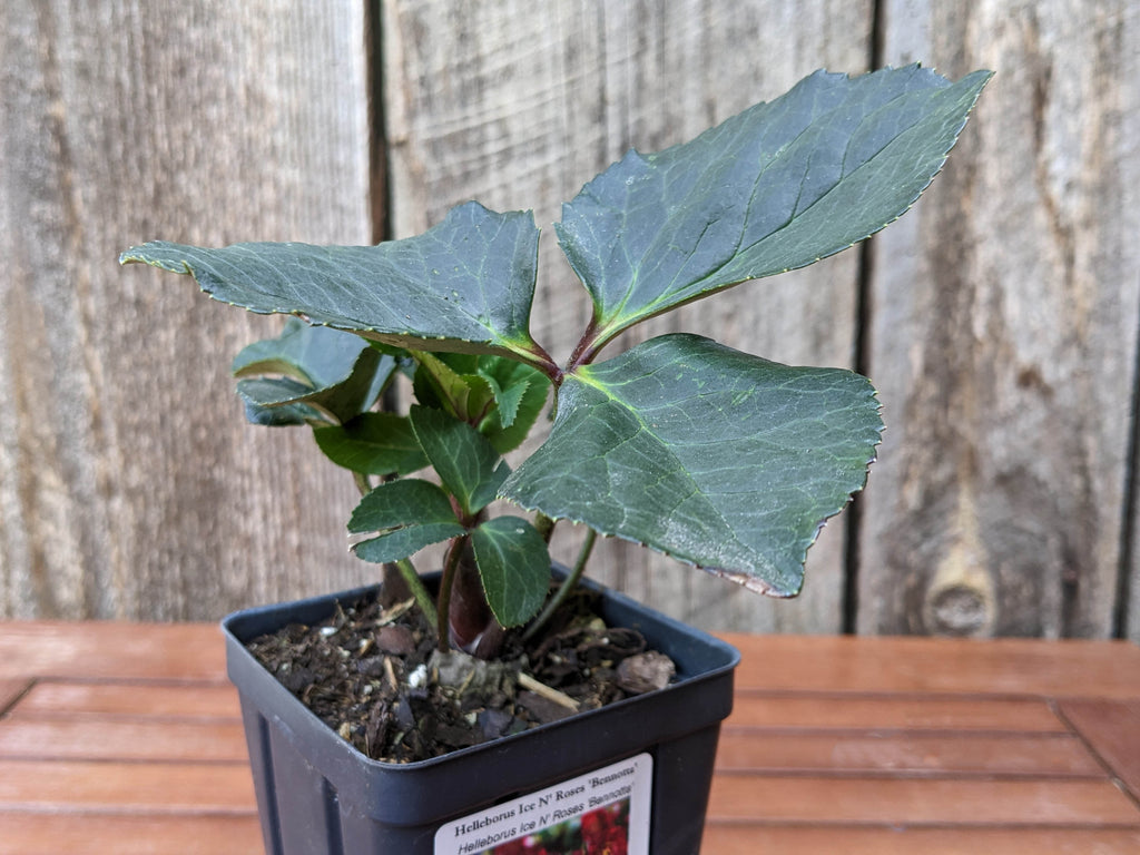 Helleborus - Ice N' Roses® 'Bennotta'