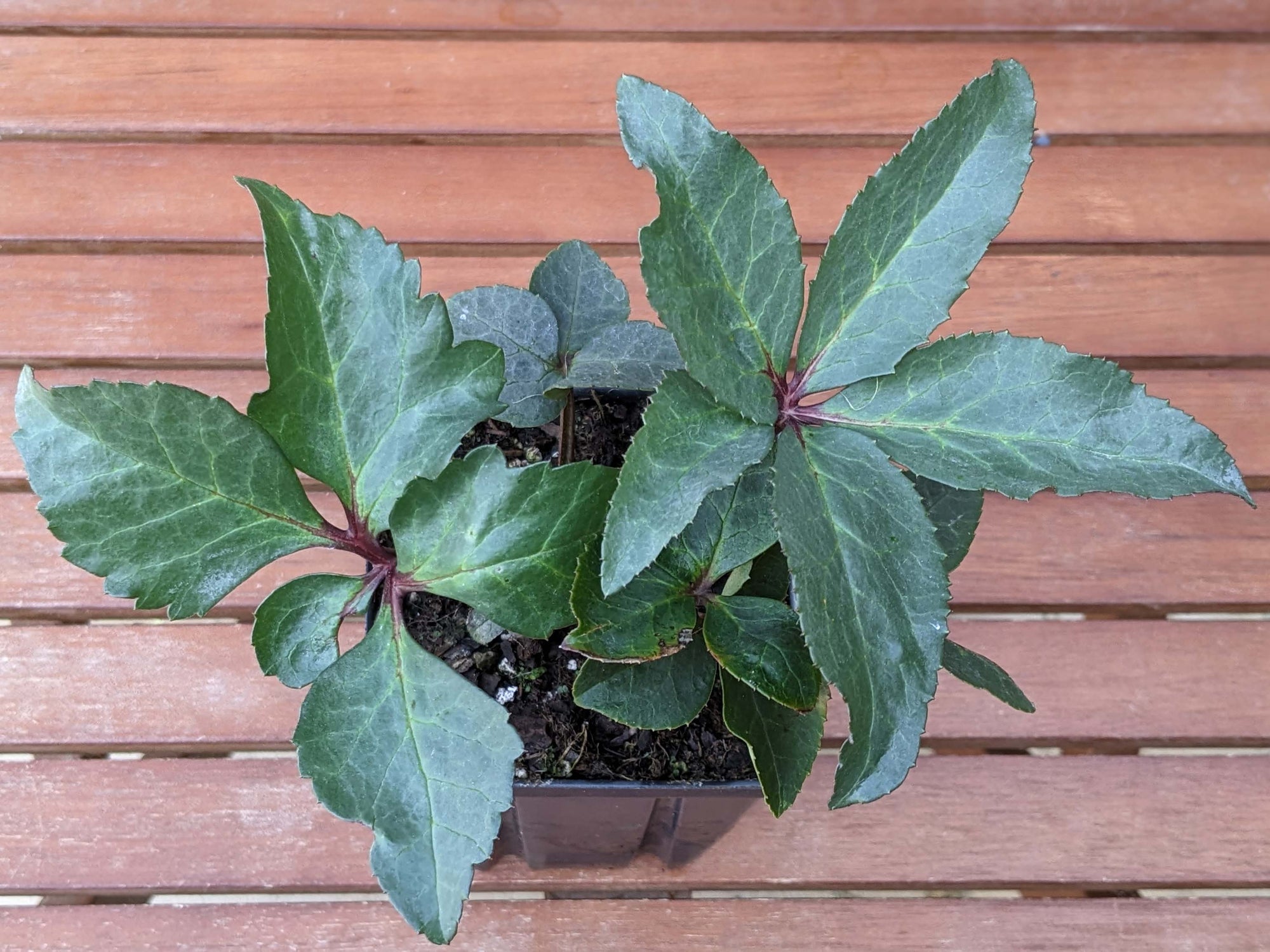 Helleborus - Ivory Prince