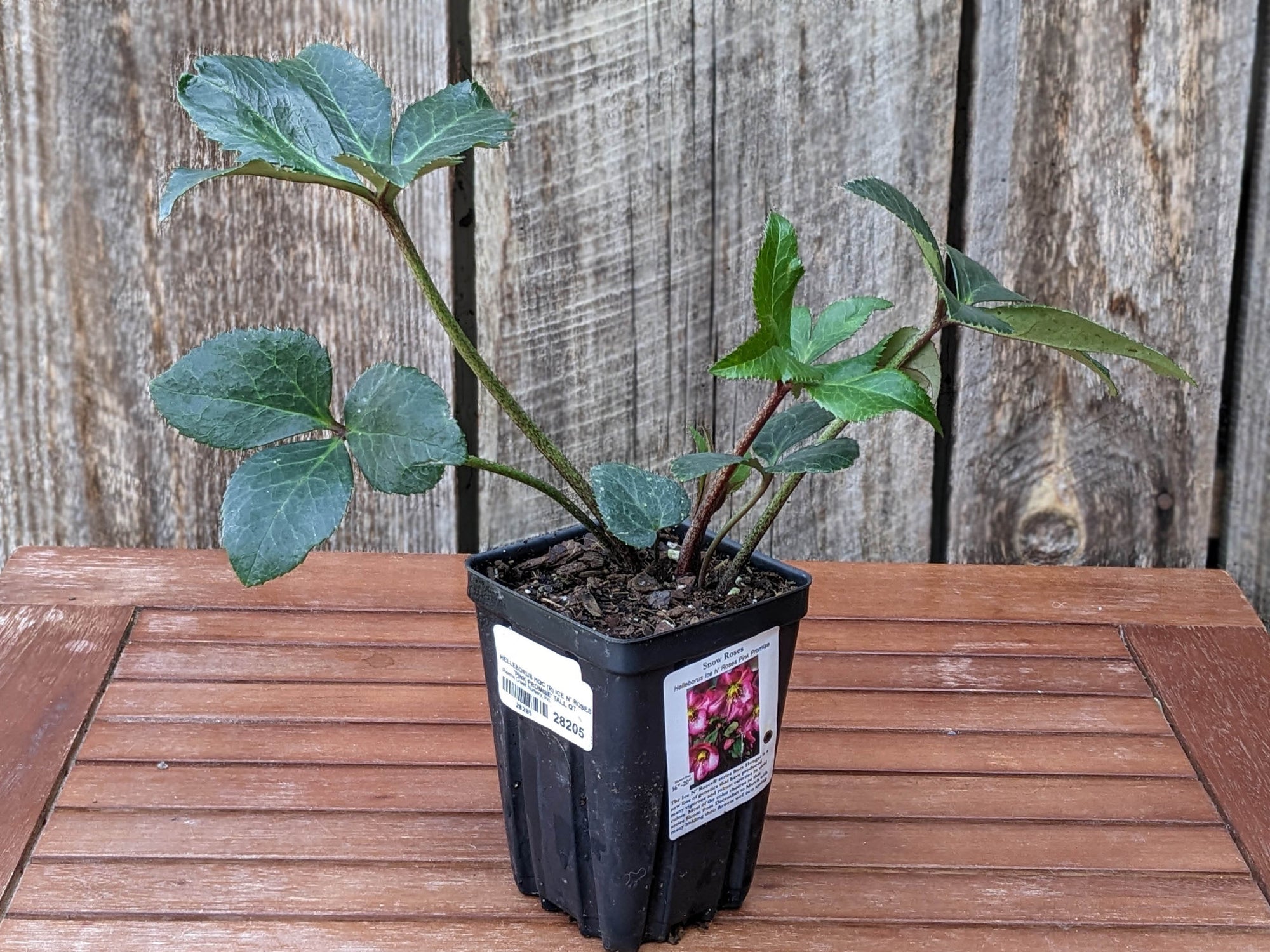 Helleborus - Ice N' Roses® 'Pink Promise'