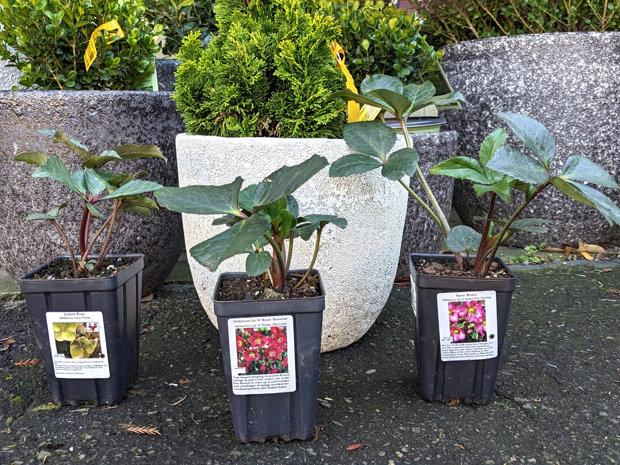 Helleborus - Ice N' Roses® 'Pink Promise'