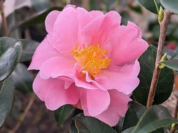 Camellia - Spring Circus