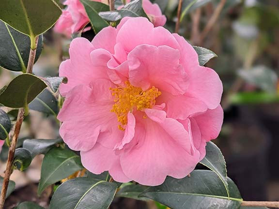 Camellia - Spring Circus