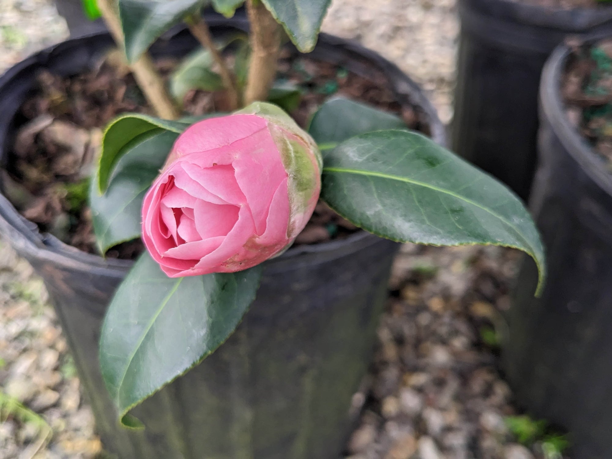 Camellia - Spring Circus