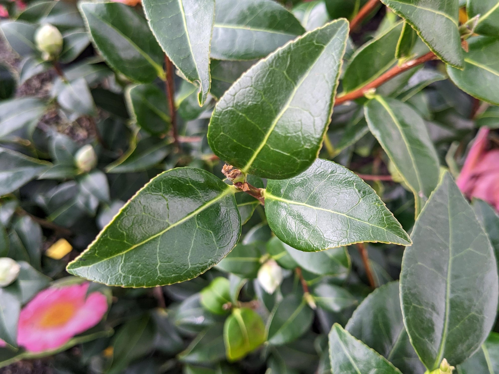 Camellia - Spring Circus