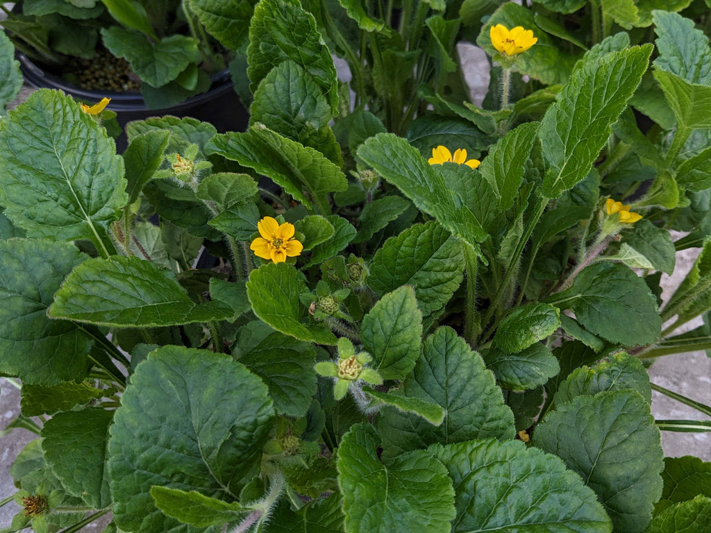 Chrysogonum virginianum 'Pierre' - Green and Gold
