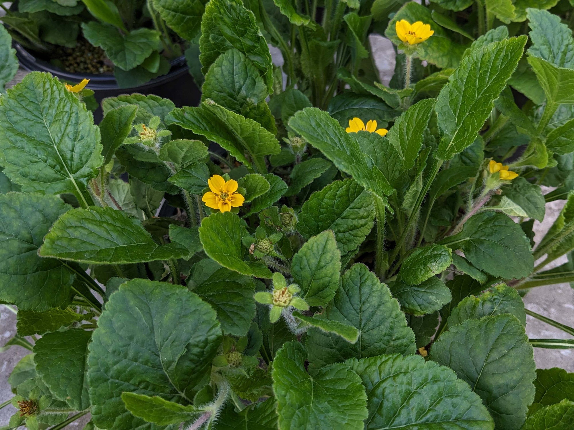 Chrysogonum virginianum 'Pierre' - Green and Gold