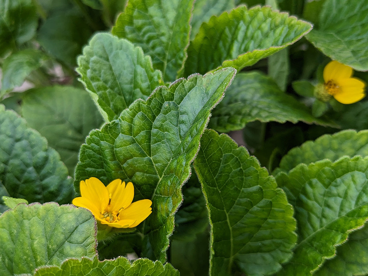 Chrysogonum virginianum 'Pierre' - Green and Gold