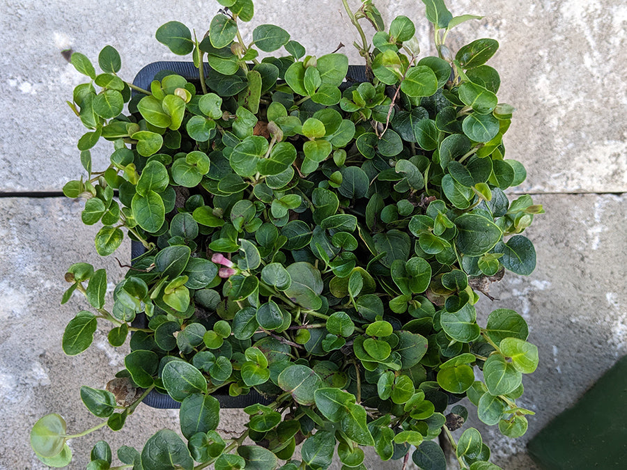 Mitchella repens - Partridgeberry