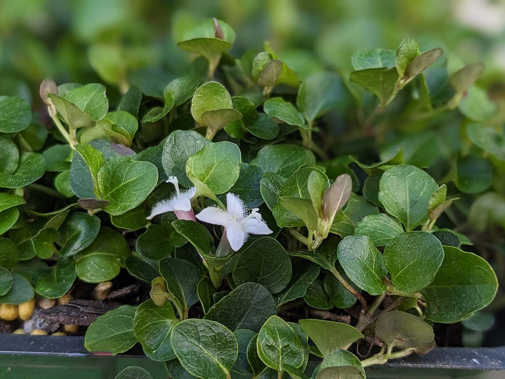 Mitchella repens - Partridgeberry
