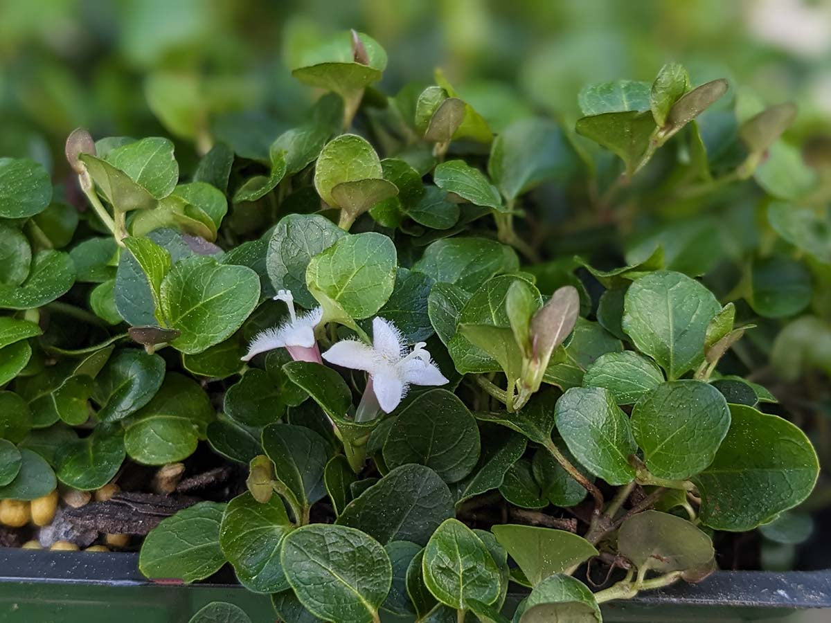Mitchella repens - Partridgeberry