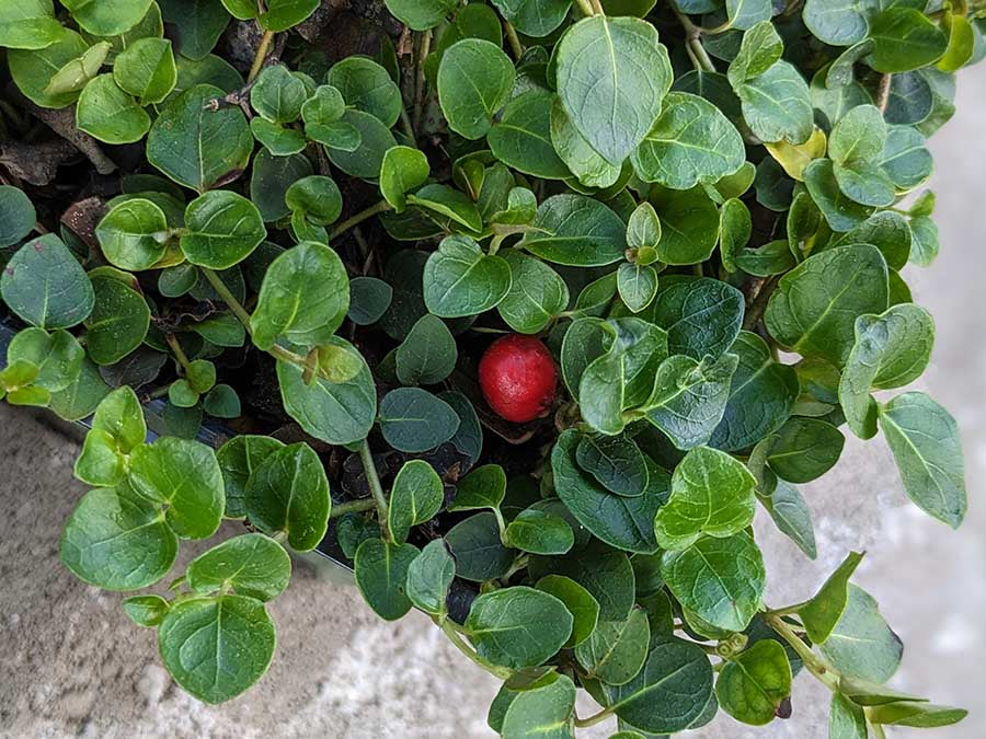 Mitchella repens - Partridgeberry