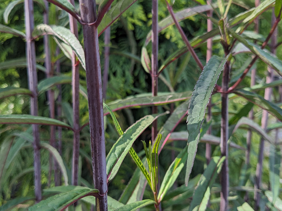 Chelone glabra 'Leiderhosen' - White Turtlehead