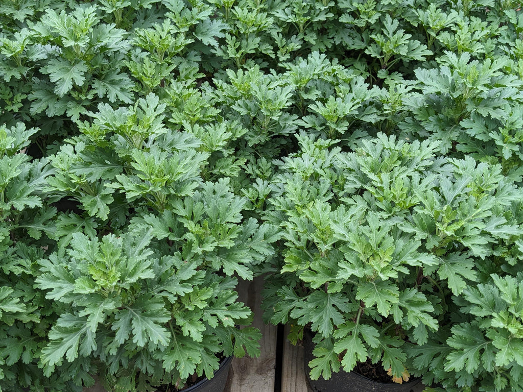 Perennial Chrysanthemum 'Single Apricot'