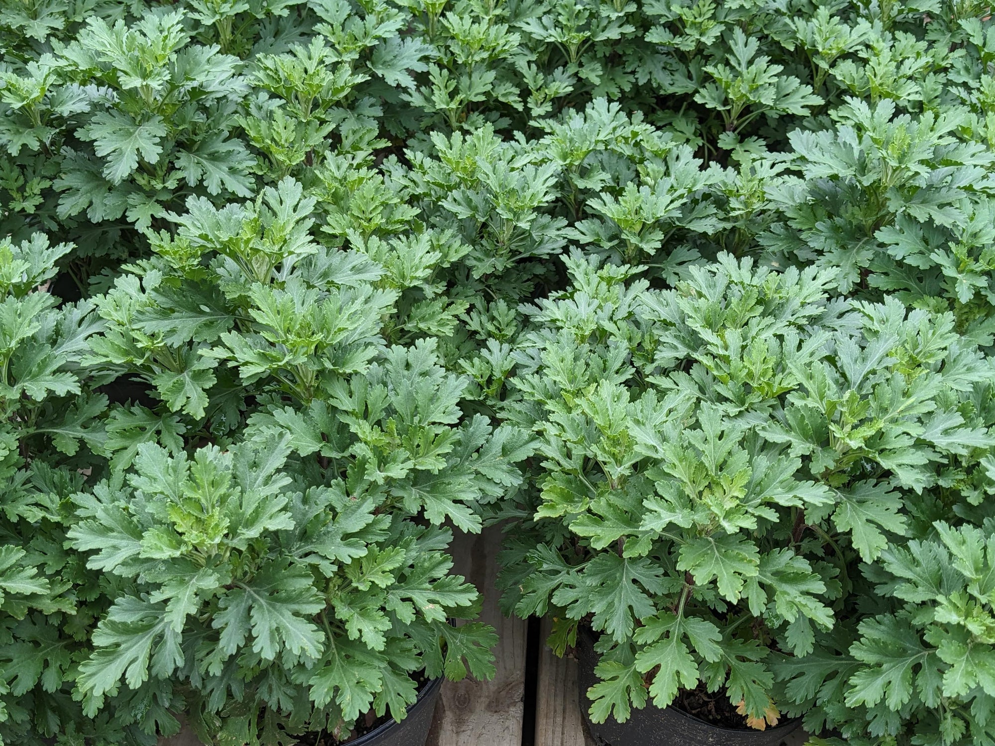 Perennial Chrysanthemum 'Single Apricot'